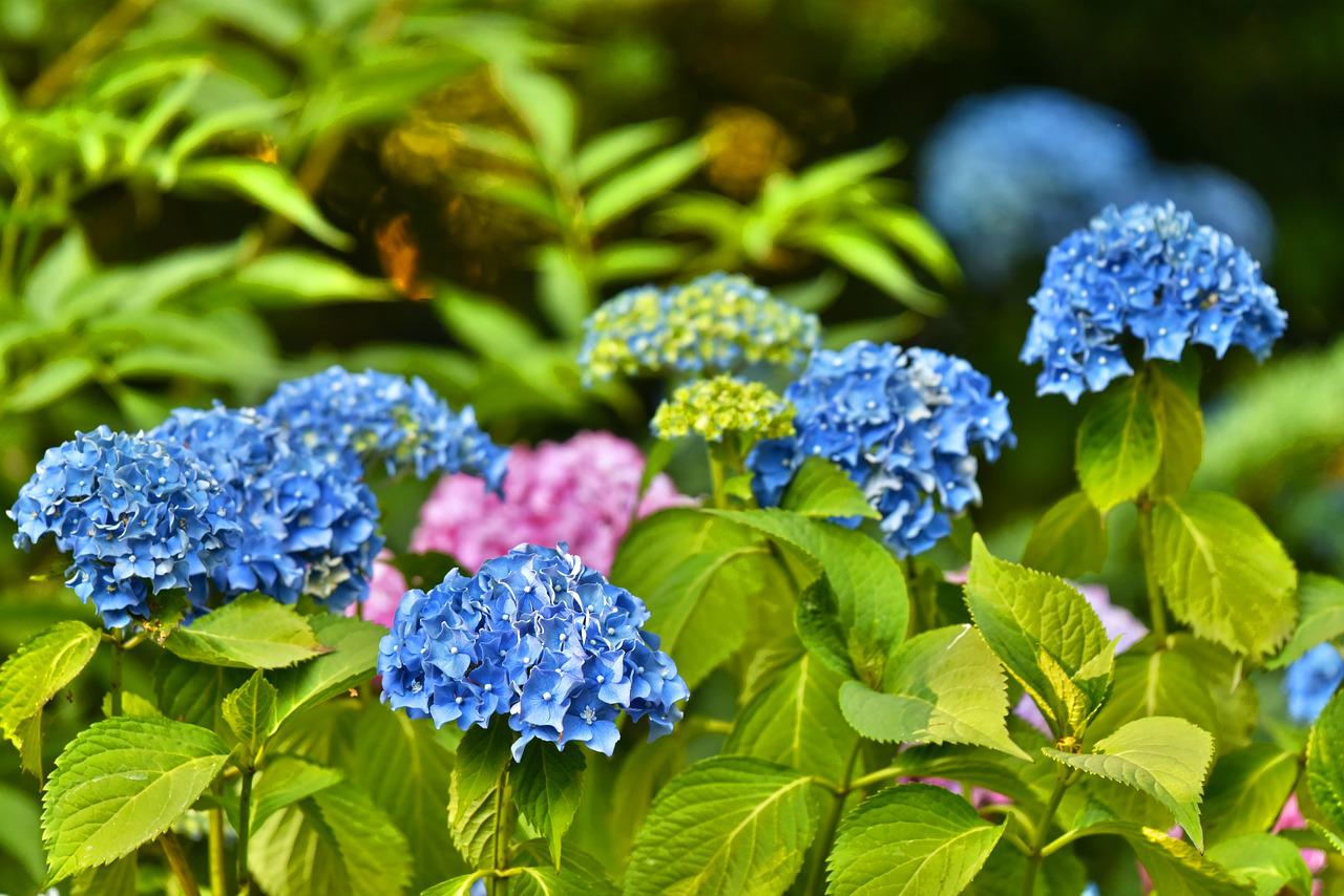 Vill du att hortensior ska blomma i enorma blommor? Begrav DETTA under varje planta i mars, inget mer!