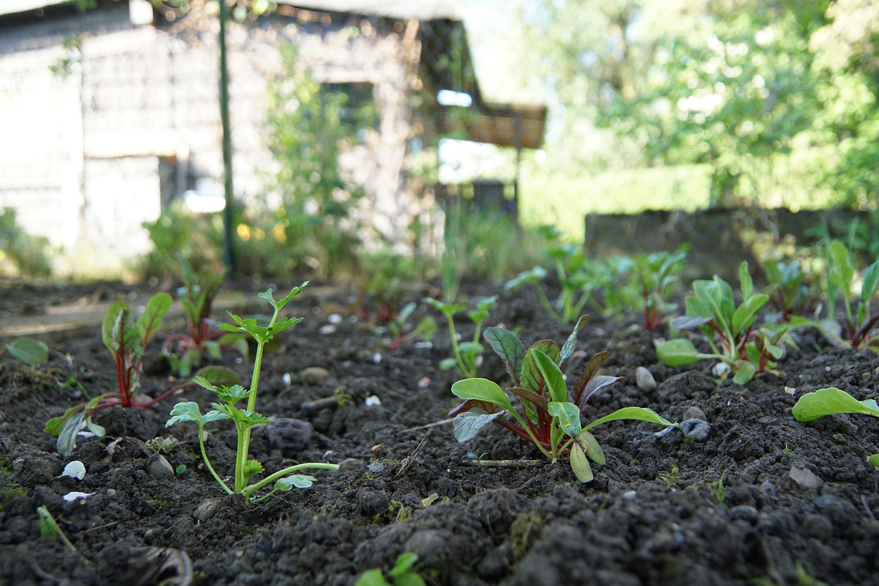 Fröplantor skjuter upp ur jorden på en vecka: En genial förbättringsmedel för att plantera morötter, rädisor och lök i trädgården!