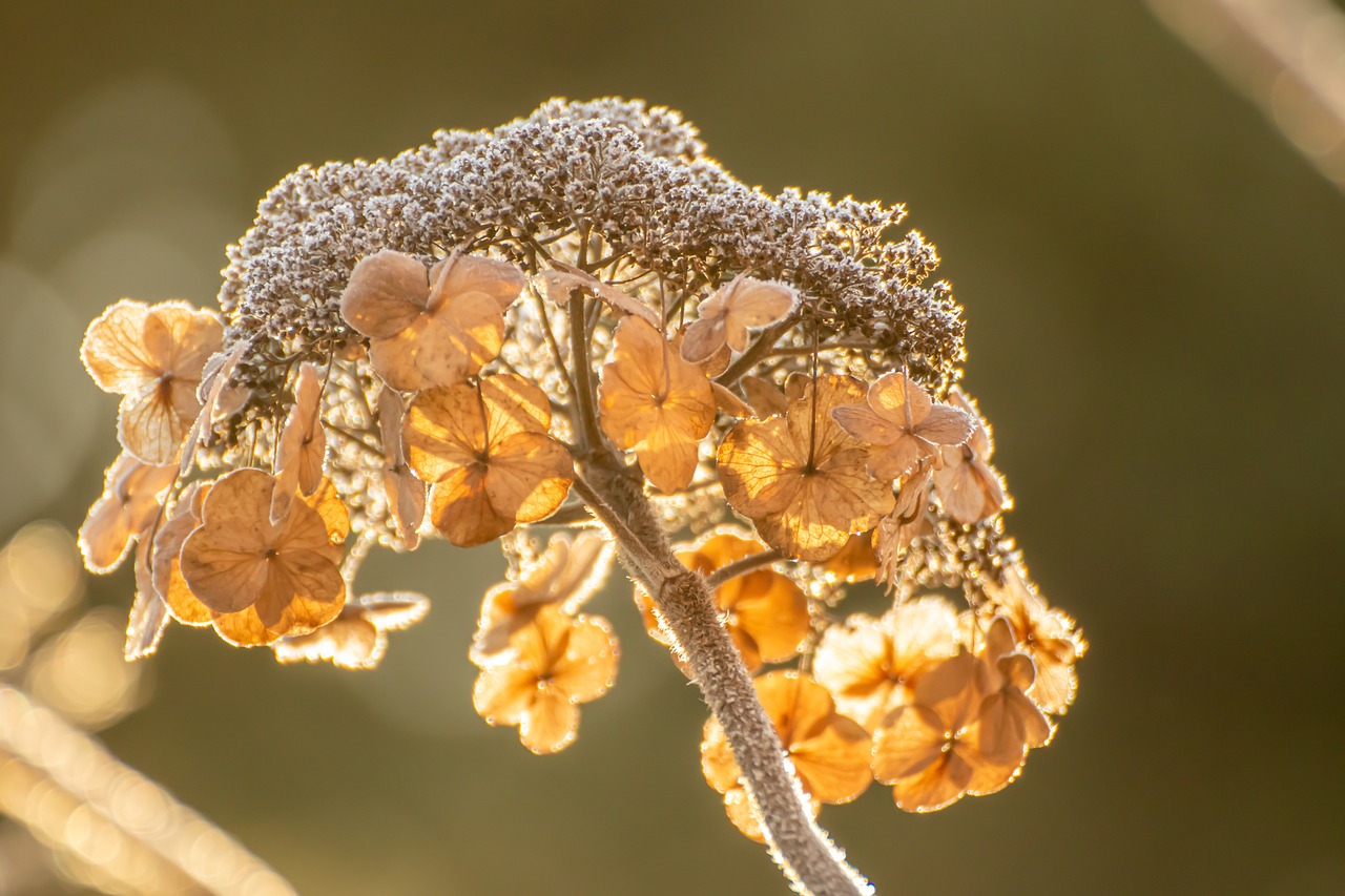 Vill du ha ENORMA hortensiablommor på sommaren som blommar långt in på hösten? Gör detta med varje planta i MARS, inget mer!