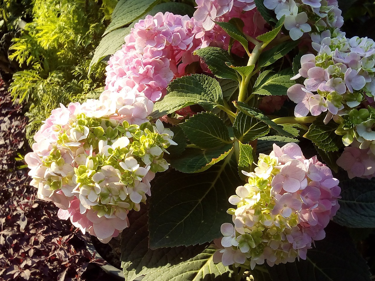 Vill du ha ENORMA hortensiablommor på sommaren som blommar långt in på hösten? Gör detta med varje planta i MARS, inget mer!