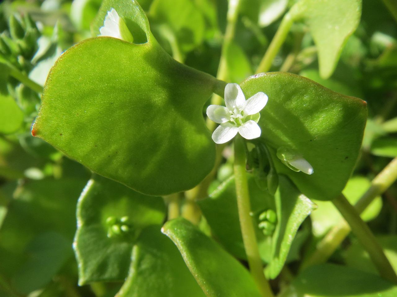 Kanske har du det i din trädgård och du känner inte till den här mirakulösa effekten: Detta ogräs är en räddning för dina ben, blodkärl och din hud - balansera det med guld!