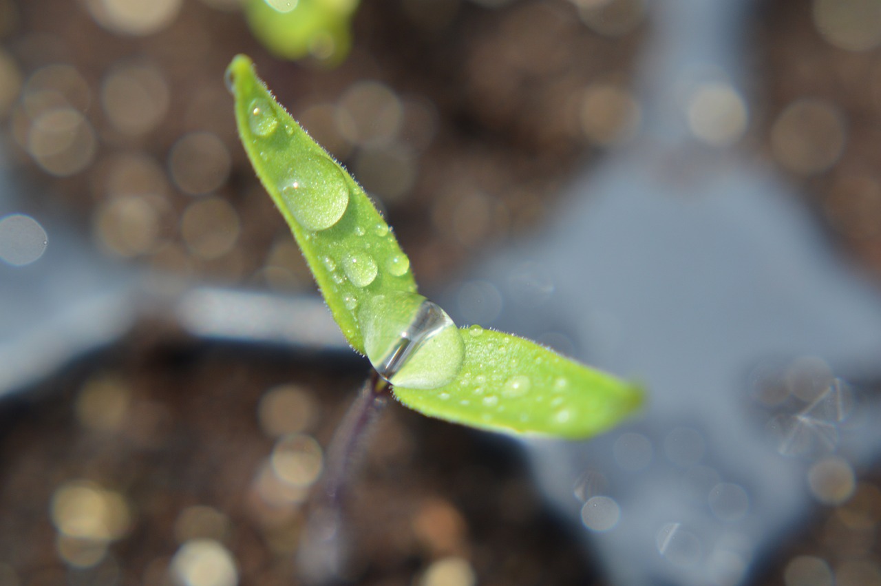 Fröplantor skjuter upp ur jorden på en vecka: En genial förbättringsmedel för att plantera morötter, rädisor och lök i trädgården!