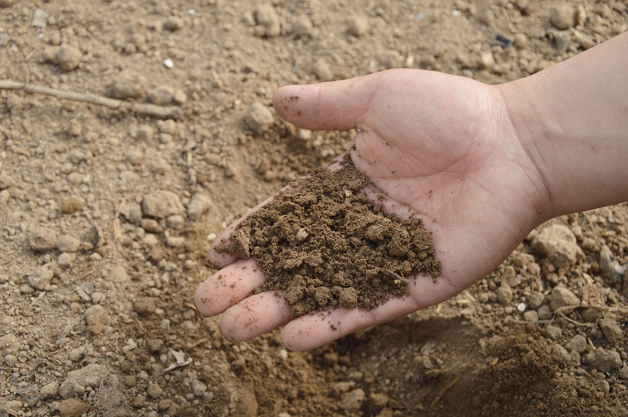 Fröplantor skjuter upp ur jorden på en vecka: En genial förbättringsmedel för att plantera morötter, rädisor och lök i trädgården!